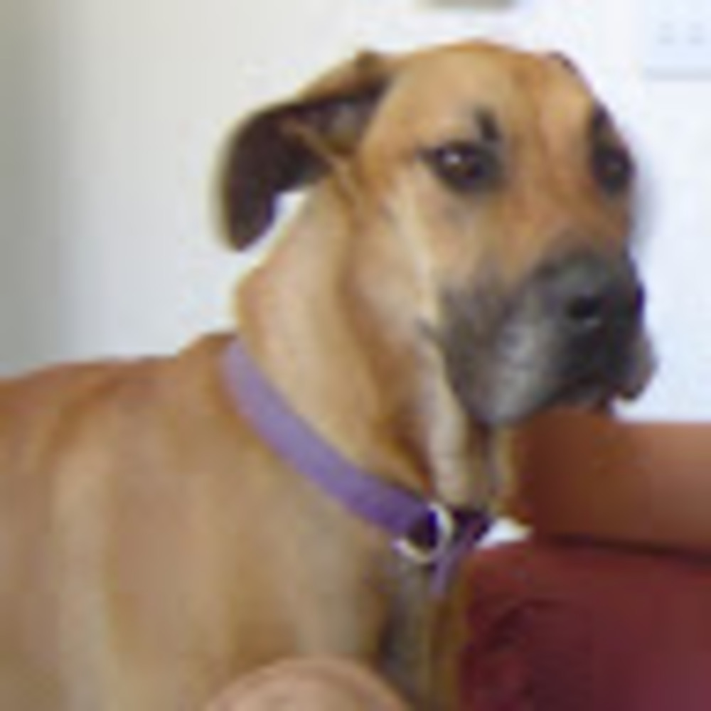 Meet your Posher, Camelia